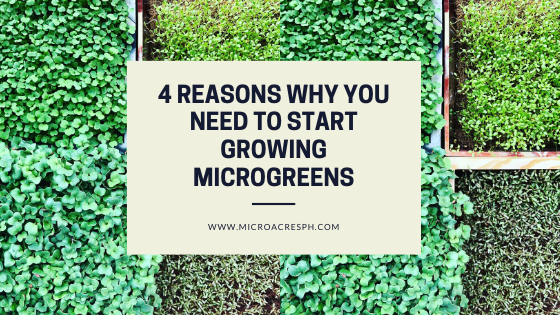 Why grow microgreens?
