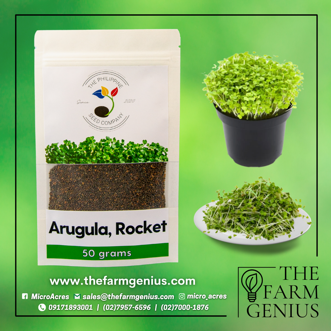 Rocket Arugula/Roquette Seeds - (Eruca sativa)