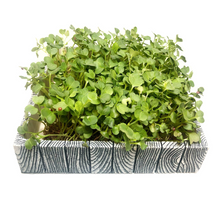 Load image into Gallery viewer, Premiere Microgreens Starter Kit (PEWTER DESIGN A)
